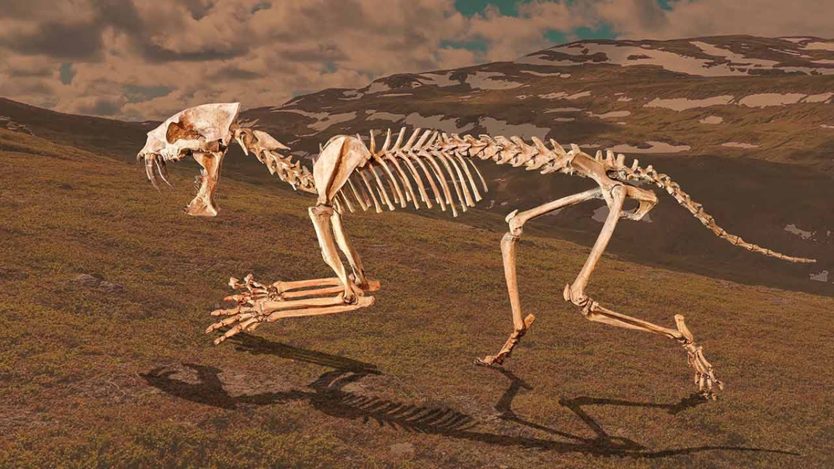 saber tooth cat fossil against mountain backdrop