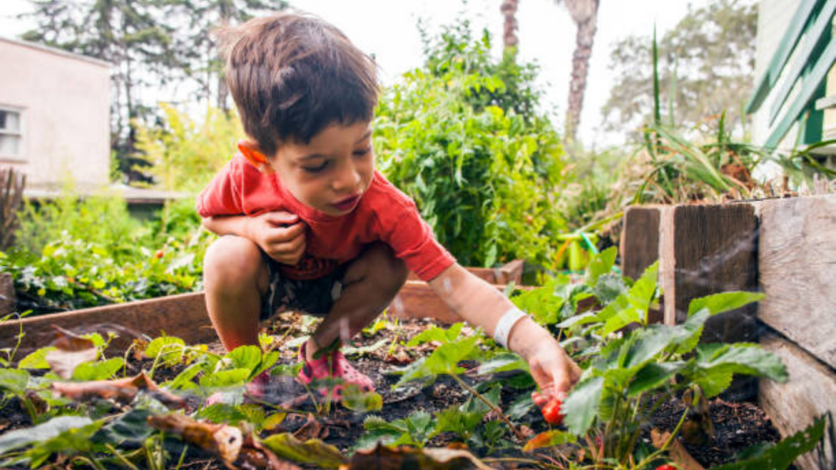 Stock Image - Young child in a garden bed