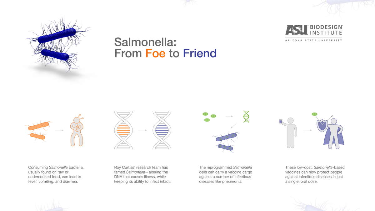 Salmonella vaccine infographic