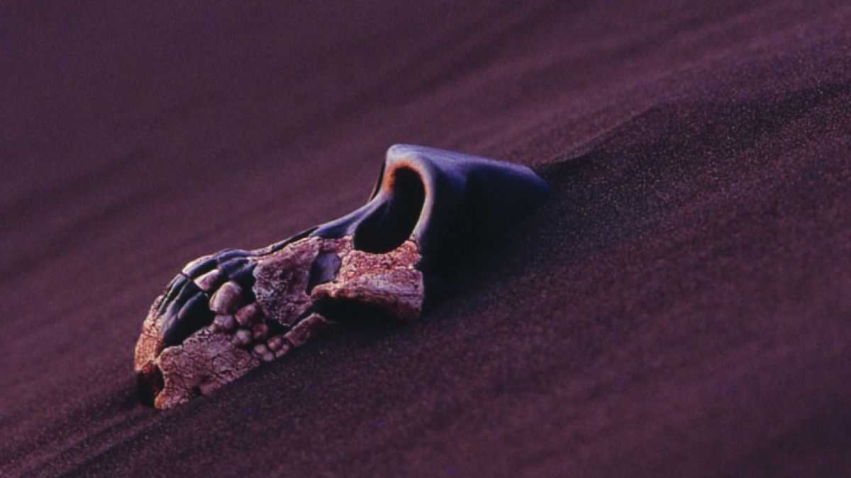 sand skull