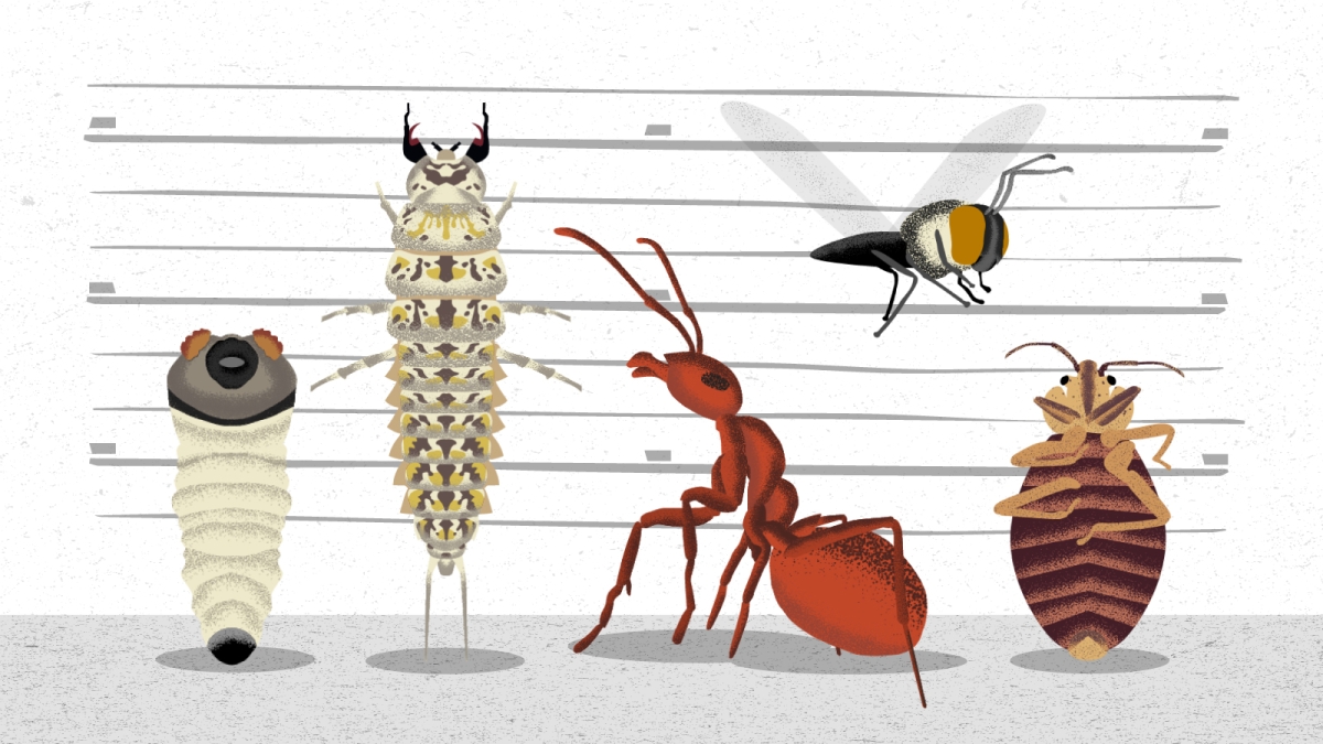 scary bugs illustration