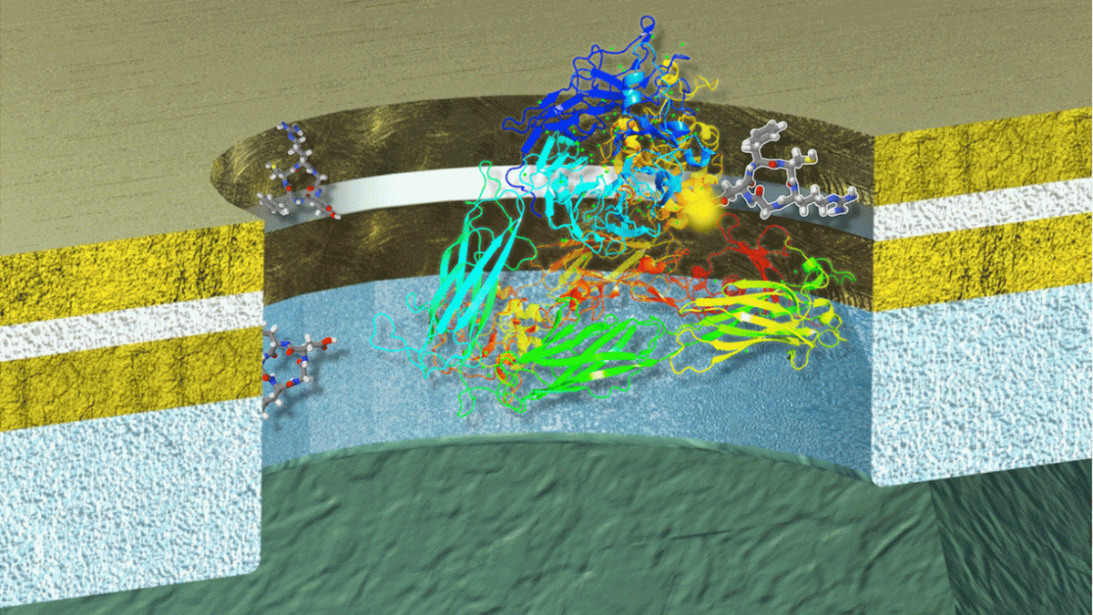 Screenshot of a protein on a nanodevice