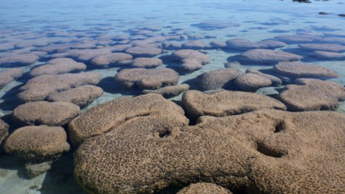 Close-up photo of living stromatolites at Shark Bay, Western Australia.