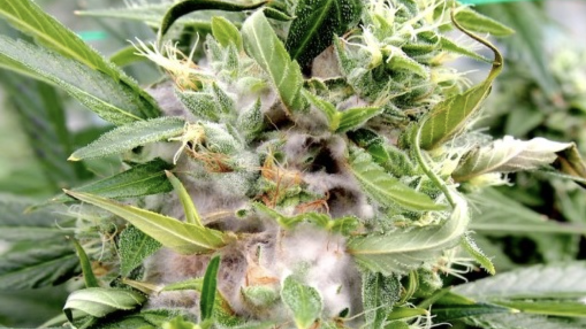 A cannabis plant being cultivated is infected with a fungus