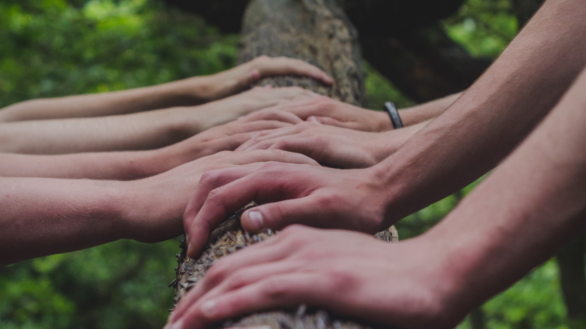 Several hands touching a tree trunk.