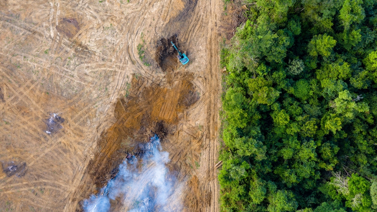 Image of the Amazon rainforest, one half in good condition with green trees, other half has been cleared completely only dirt and smoke remaining