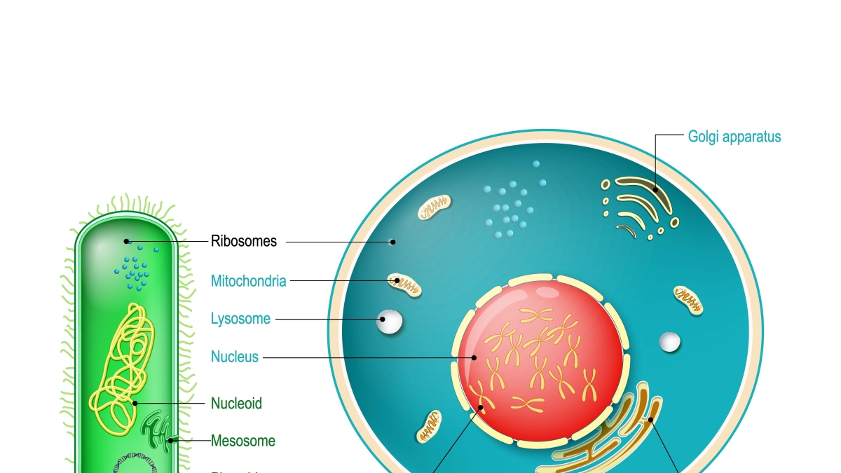Illustration of a prokaryotic cell and a eukaryotic cell.