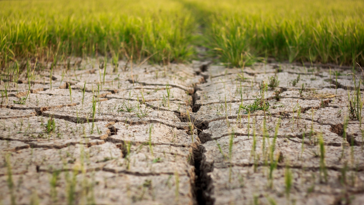 Cracked, dry earth with grass poking through. 