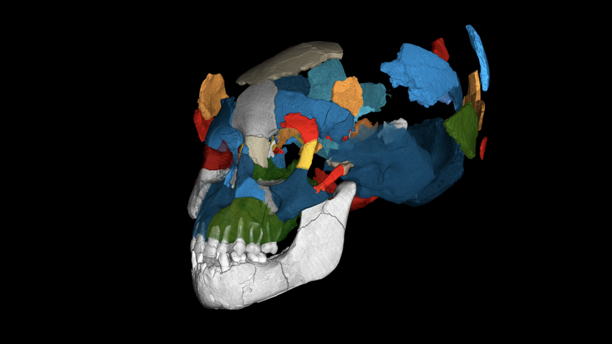 computer image of skull pieces fitting together