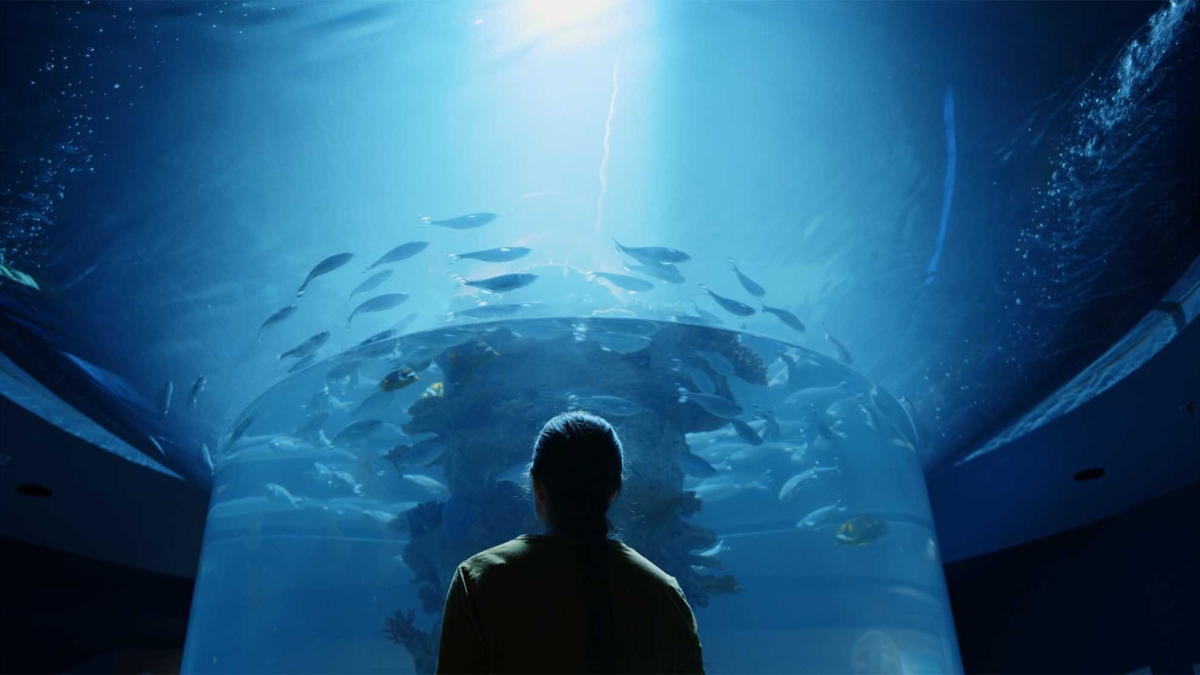 Person looking up at aquarium