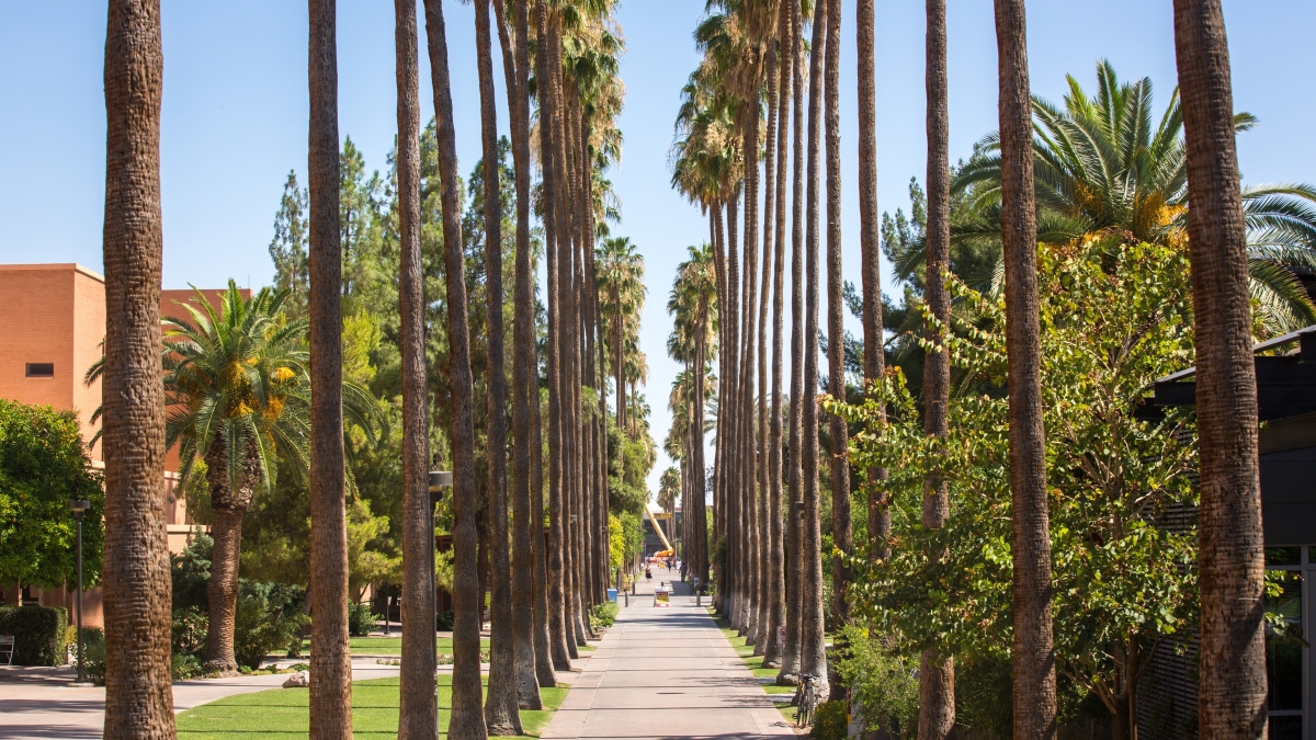view of Palm Walk on ASU Tempe campus