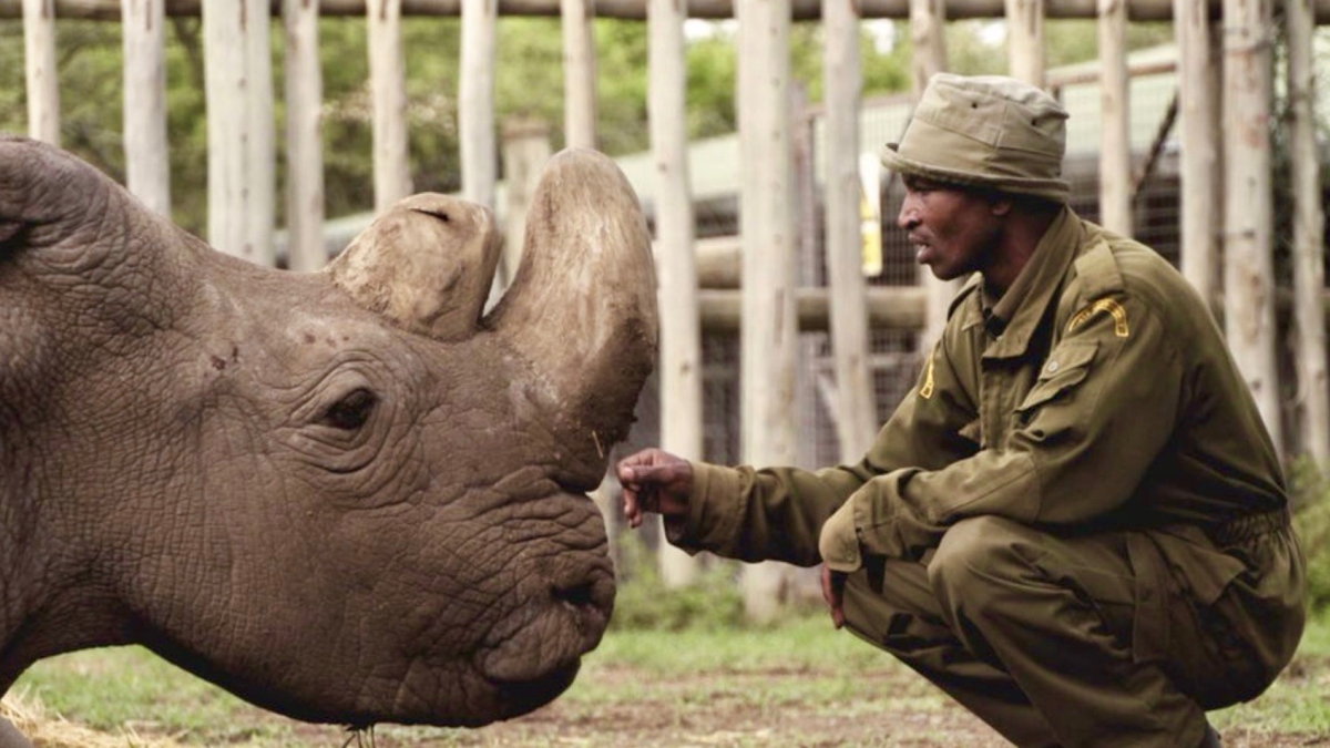Sudan last white rhino