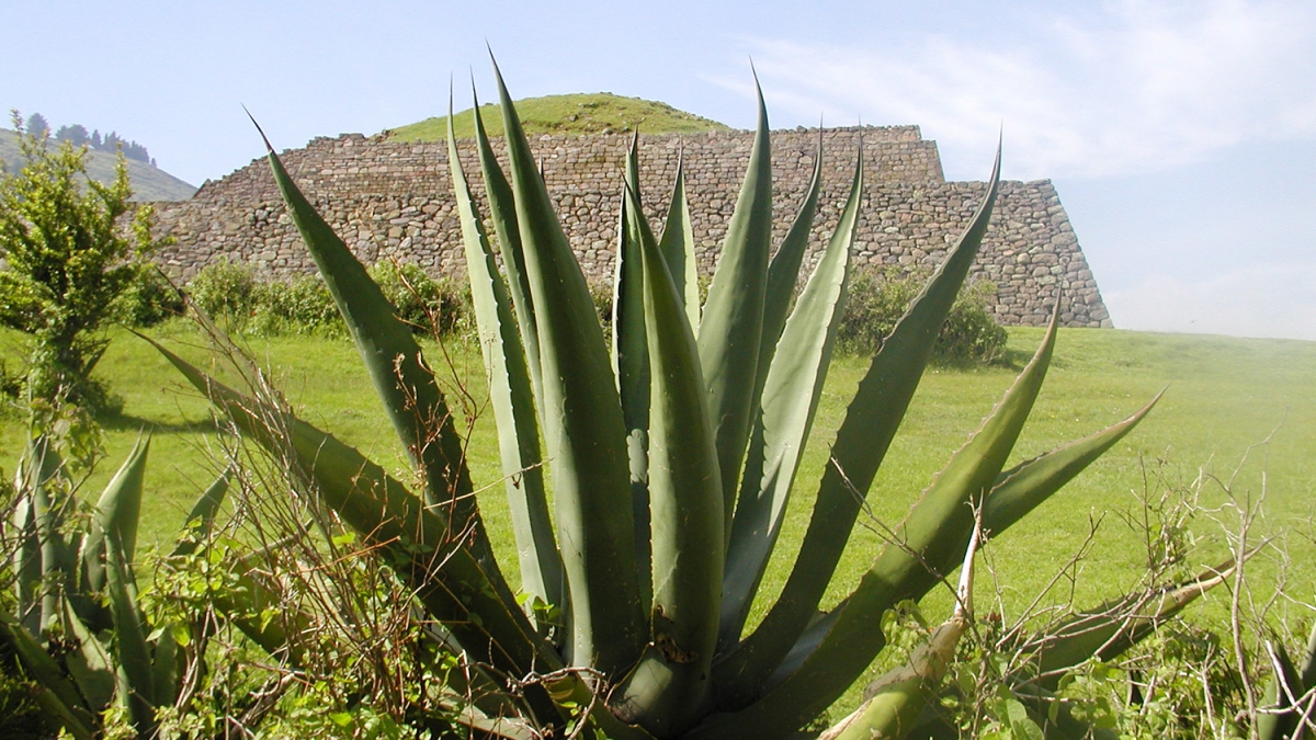 Maguey Plant, also known as the Agave plant with Calixtlahuaca Temple in background 