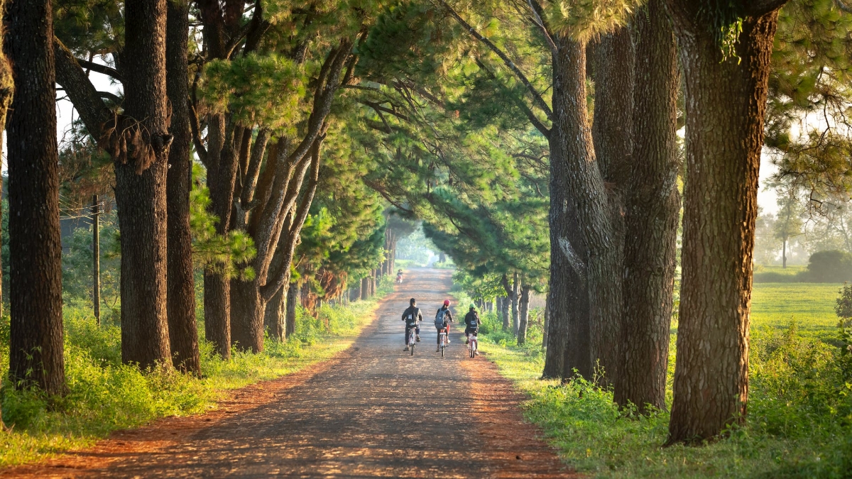 Children biking along a tree-lined path.