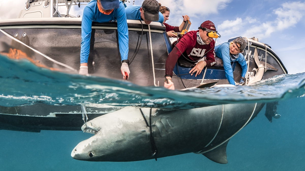 James Sulikowski and students examine a pregnant tiger shark with ultrasound