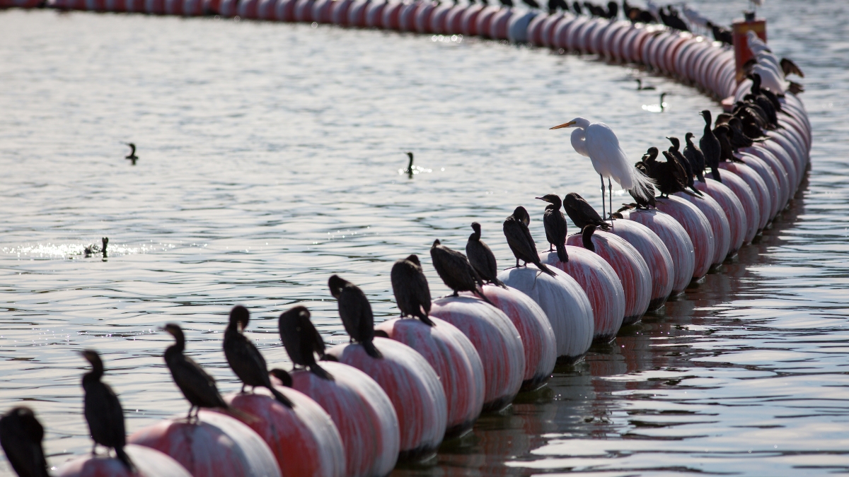 birds sitting on water barrier at Tempe Town Lake