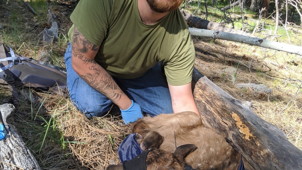 Obermeit collaring an elk calf in the White Mountains of Arizona