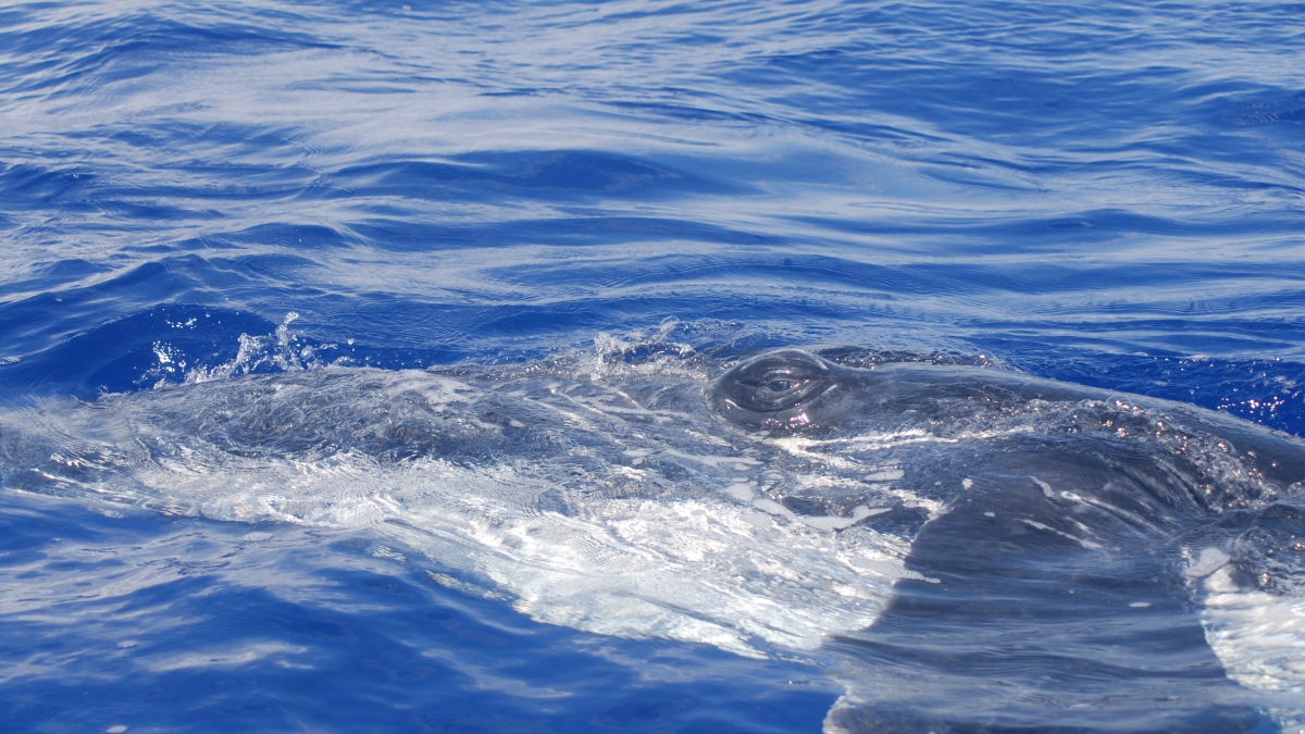 A whale's eye peeks out of the sea.