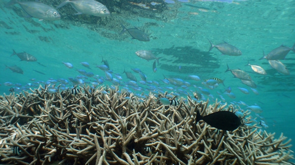 staghorn coral thicket in the Caribbean coral reef
