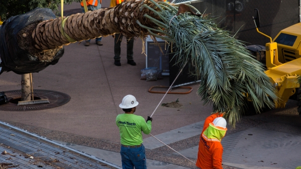 New palm trees are installed on Palm Walk