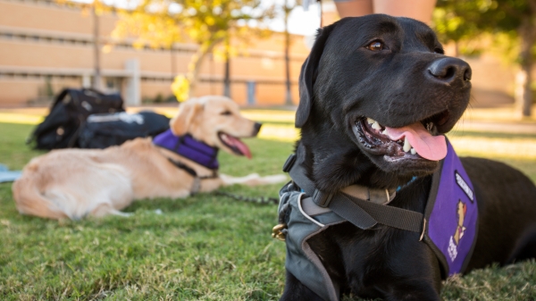 Two dogs lying on lawn