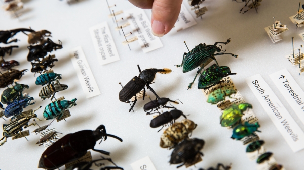 Insect collection