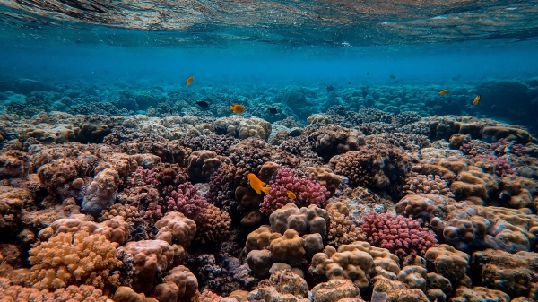 A coral reef in the ocean.