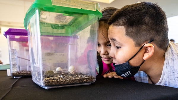 Two young children look at a container with scorpions.