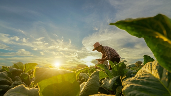 Farmer in a garden with the sun rising in the background.
