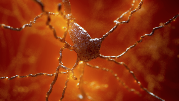 Zoomed-in photo of a protein neuron.