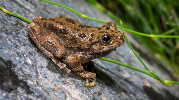 Canyon tree frog on a rock