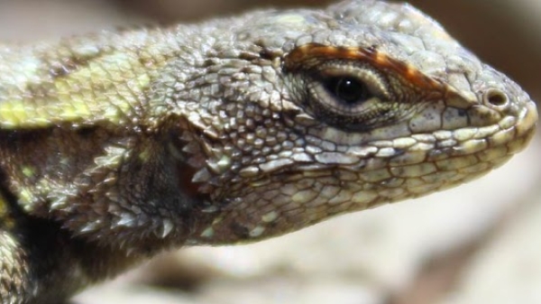 A close-up image of a Lizard's head with another image of a lizard skull next to it.