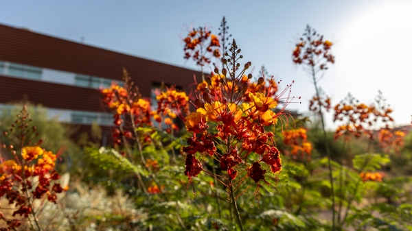 Photo of flowering plant at ASU Polytechnic campus