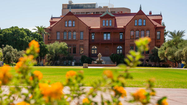 ASU's Old Main building in the background with a foreground of gold flowers