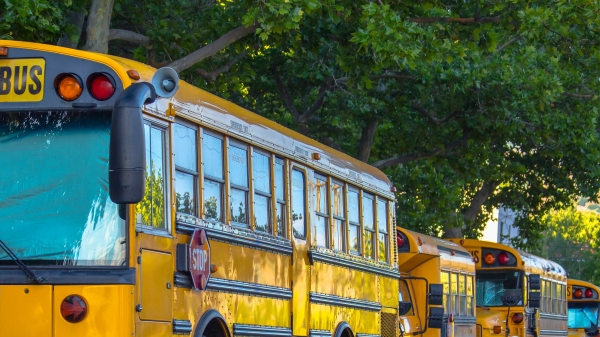 Row of school buses under a tree
