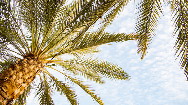 A shot of palm trees against a lightly cloudy blue sky. 