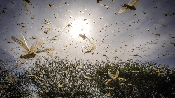 Swarm of locusts with sun in background.