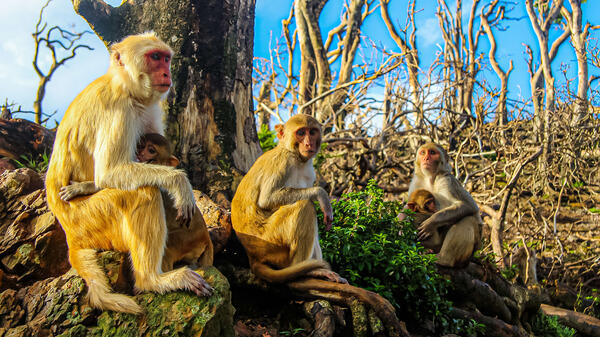 A picture of a group of rhesus macaques in a deforested area of Cayo Santiago.