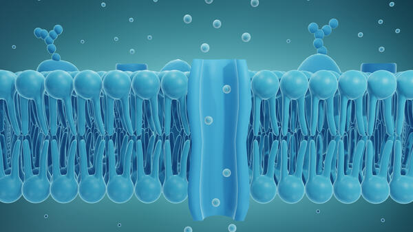 Graphic depiction of a membrane ion channel.