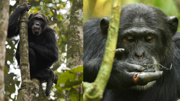 Side-by-side photos of a chimp in a forest.