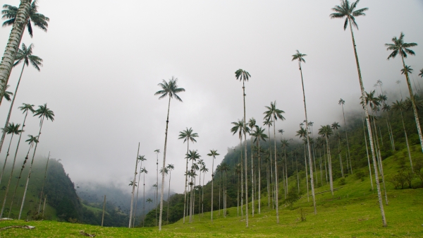 View looking up at tall wax palm trees against a cloudy sky.