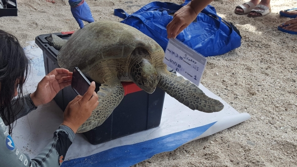 Turtle being measured and photographed.