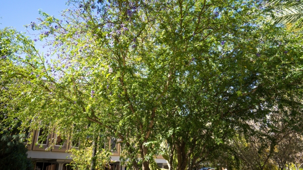 A large tree covering part of a university campus