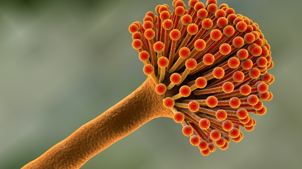 Close-up view of aspergillus fungus.