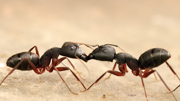 Two black ants on a sand backdrop.