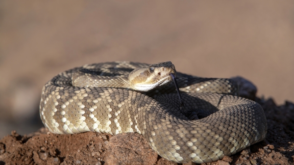 A western diamondback rattlesnake resting in the dirt.