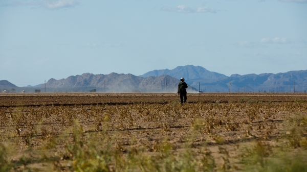 Researcher walks on a dirt farm field with a dust cloud and mountains in the distance