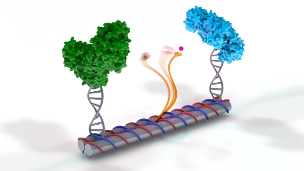 DNA diagram