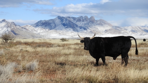 Black bull roaming the open range along highway 186 in Cochise County, Arizona. 