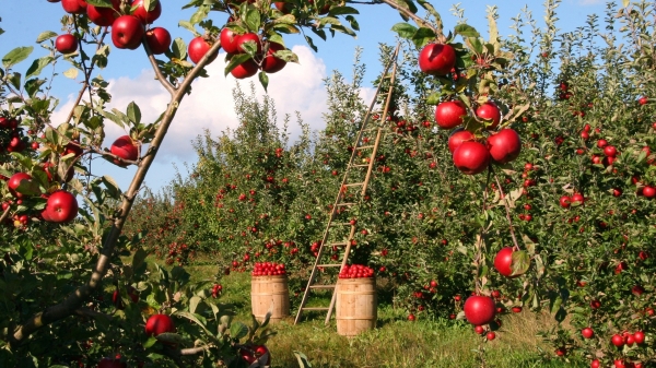 apple orchard